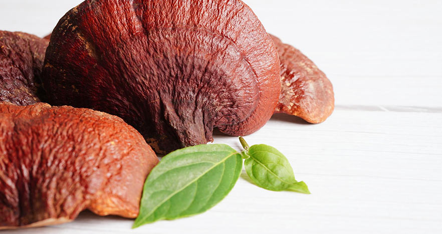 Reishi and Shilajit. Spiritual Immortality and Immune Health.