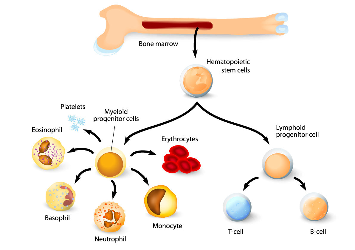 Strengthen Your Bone Marrow and Blood with Shilajit