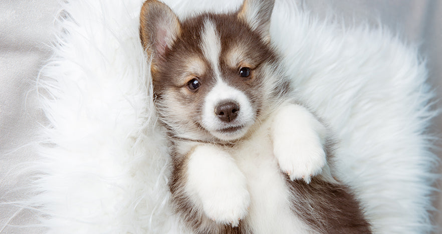 Shilajit for Animals: Safe and Beneficial Use