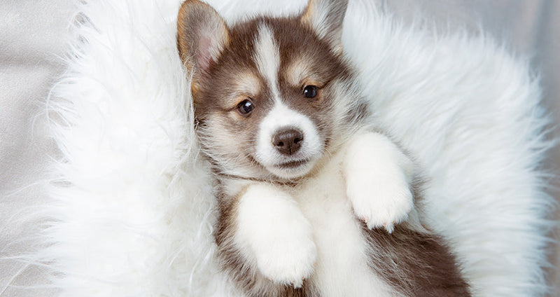 Shilajit for Animals: Safe and Beneficial Use