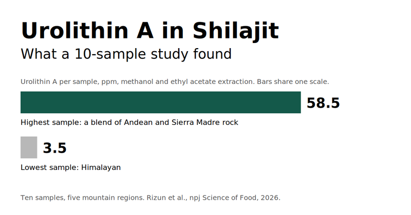Urolithin A in Shilajit: What a 10-Sample Study Found