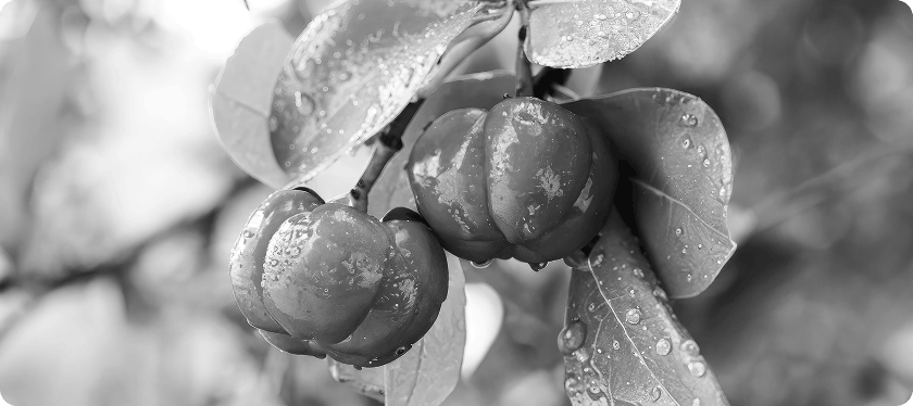 Acerola cherries