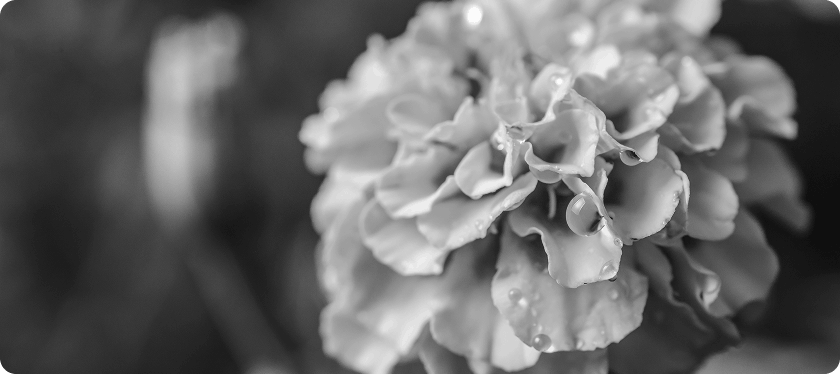 Marigold flowers