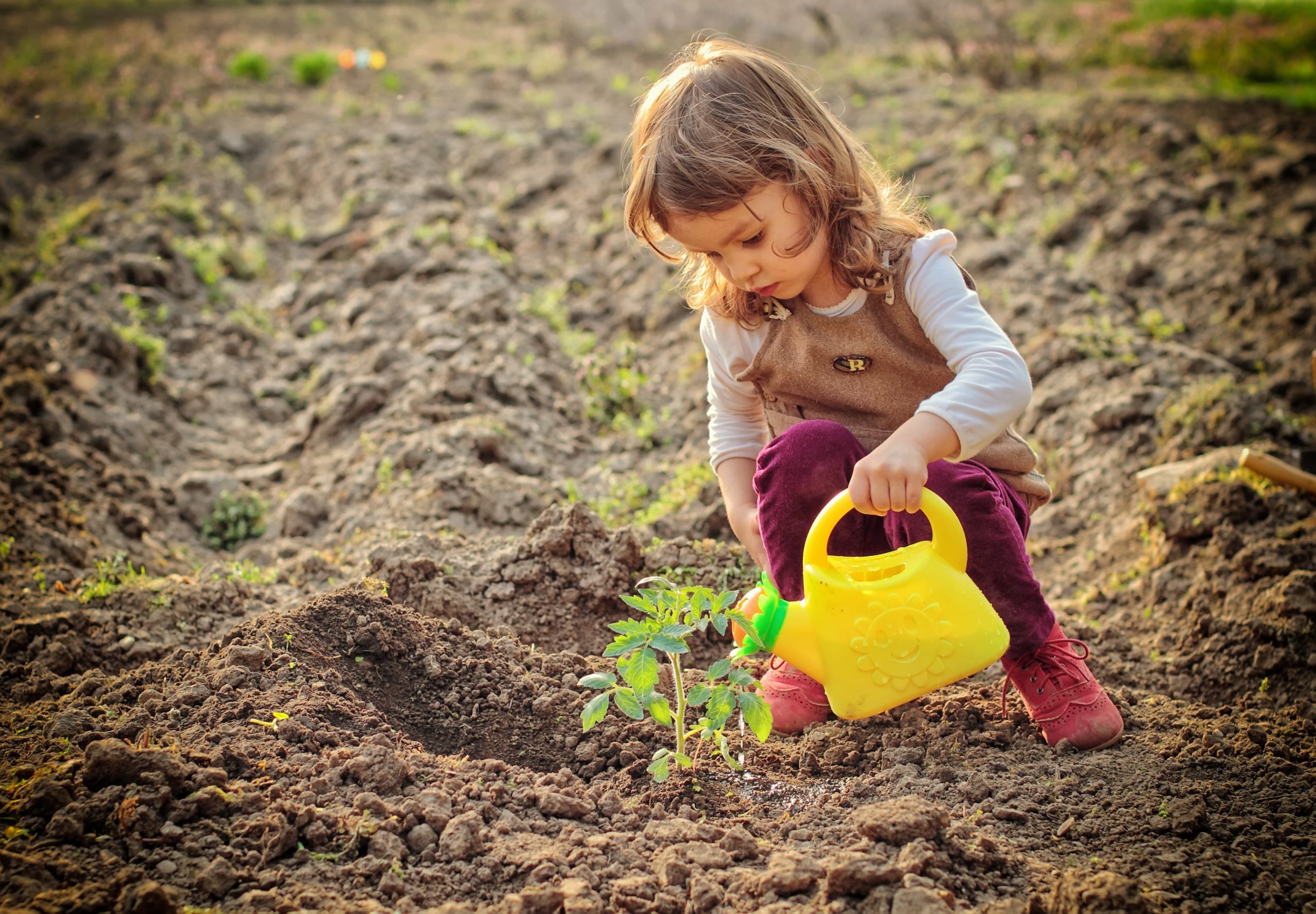 girl flowering a plant recently planted in fresh soil, that contains fulvic acid.