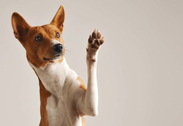 Should You Give Your Dog Vitamins and Supplements?