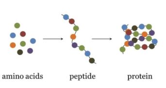 The Best of 2024: Unlocking the Power of Pürblack Peptides for Healthier Joints, Muscle Growth, and Overall Wellness