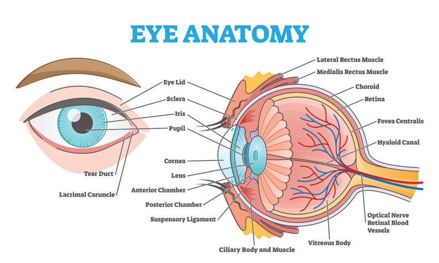 The Best Eye Health Supplements for Optimal Vision