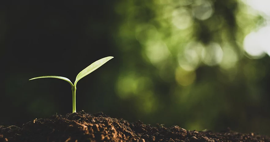 humic and fulvic acids