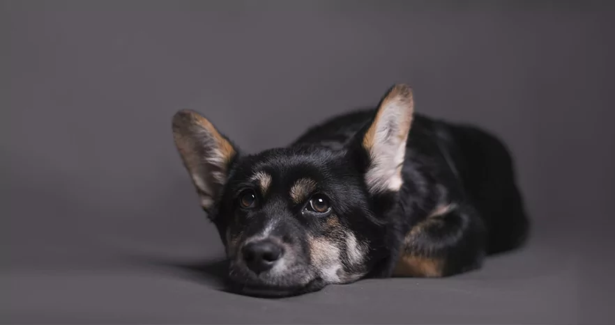 are shilajit drops and powder good for animals