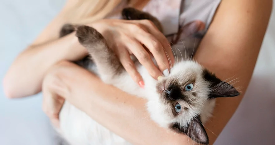 how to use shilajit for pets