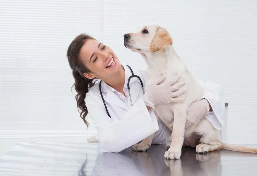 consult with a veterinarian
