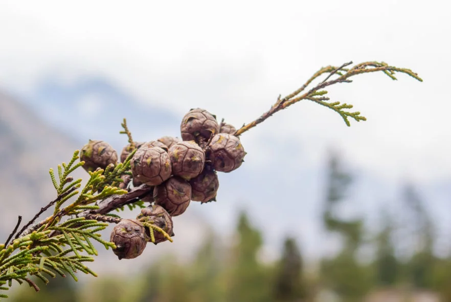 coniferous plant of himalaya region