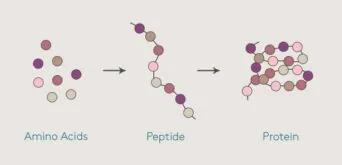 Peptides for Muscle Growth: Benefits, Types, and How to Use Them